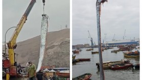 FOTO/VIDEO: Pește de peste 5 metri lungime, prins de pescari. Și-au ridicat prada cu macaraua ca să o vadă toată lumea